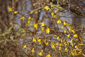 Forsythienheck im März