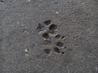 Top view of animal footprints on concrete floor textured background. Dog footprints. Dog paw prints.