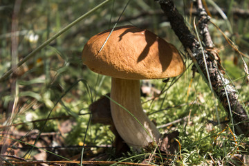 Mushroom in the forest