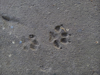 Top view of animal footprints on concrete floor textured background. Dog footprints. Dog paw prints.