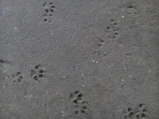 Fototapeta na wymiar Top view of animal footprints on concrete floor textured background. Dog footprints. Dog paw prints.