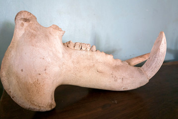 Lower jaw of an African elephant skull