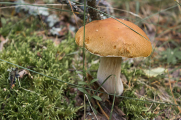 Mushroom in the forest - 330329675