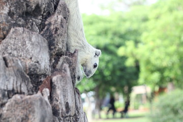 White squirrels are rare in nature..