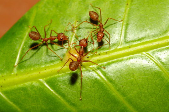 Close up red ant on green leaf in nature at thailand