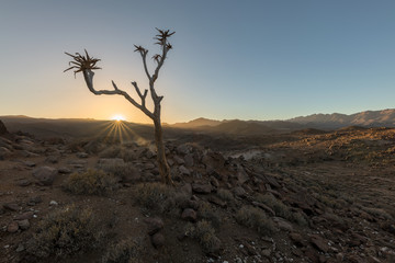 A textured rocky landscape at sunset, with the sun setting behind a quiver tree, creating a golden...