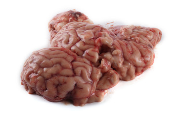 Cow brain isolated on white