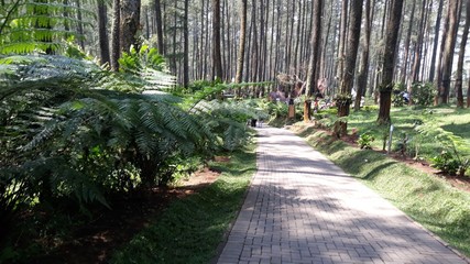 path in the forest