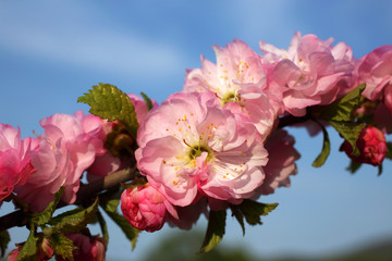 Fototapeta na wymiar Japanese sakura and blue sky