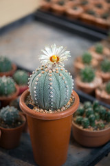 Astrophytum asterias "KABUTO" cactus and flower in pot