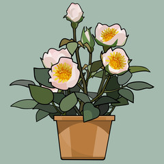 Cartoon home plant hybrid roses in flower pots