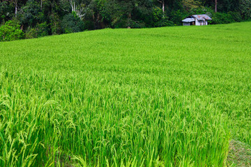 paddy field with green rice paddy and mountain background