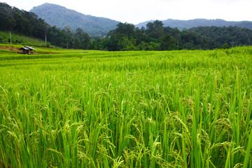 paddy field with green rice paddy and mountain background