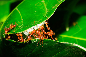 Red ants are helping to pull the leaves together to build a nest