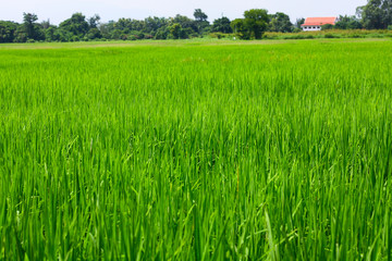 paddy field with green rice paddy and mountain background