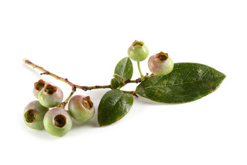 Unripe blueberries cluster isolated on white