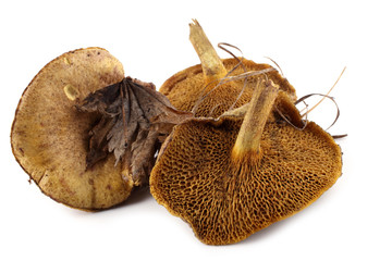 Slippery jack mushroom (Far Eastern fariety)