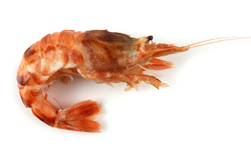 Argis lar (kuro shrimp, Northern Argid). Pacific shrimp