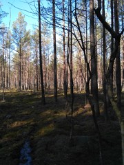 spring day in a forest swamp
