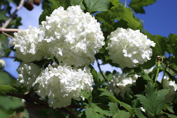 Buldenezh blossom. White beautiful flower
