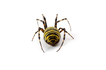 Wasp spider (Argiope bruennichi) isolated on white