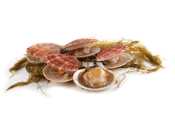 Scallops and alga isolated on white