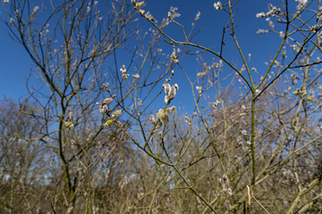 Weidenkätzchen
