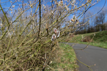 Weidenkätzchen