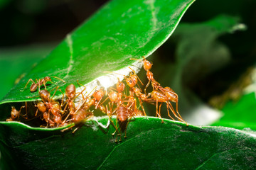 Red ants are helping to pull the leaves together to build a nest