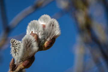 Weidenkätzchen