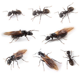 Ant collection