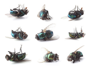 Dead flies isolated on white (Lucilia caesar)