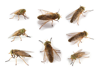 Horsefly isolated on white (Atylotus rusticus)
