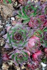 Hens and Chicks