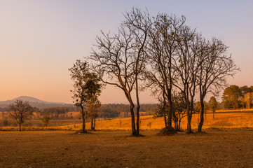 Arid forest in hot summer