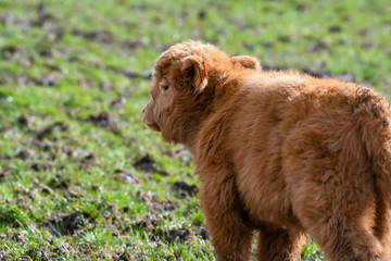 scottish highlander calf in a meadow in Luxembourg