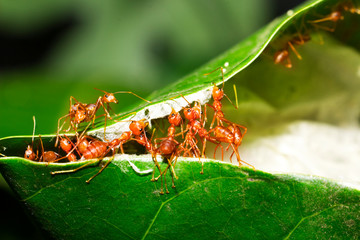 Red ants are helping to pull the leaves together to build a nest