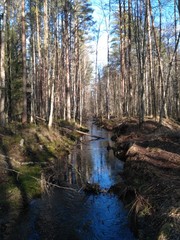river in forest on a sunny spring day