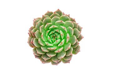 Top view of green Echeveria Ben Bedis succulent plant white background