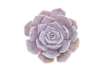 Top view of lilac purple echeveria succulent plant white background