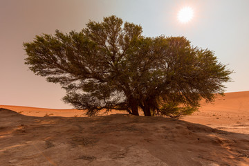 view of a tree on the edge of Sossusvlei, Namib Desert