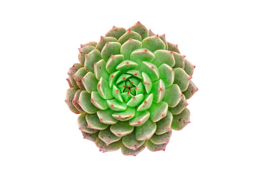 Top View Of Green Echeveria Ben Bedis Succulent Plant White Background