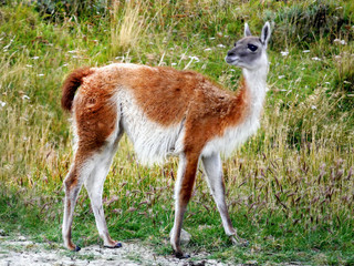 Guanaco Llama Patagonian Animals