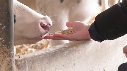 Farmer holding dry food in granules in hands and giving it to cows in stable. Farmer holding dry food for cows in palms on cattle farm - Powered by Adobe