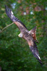 Red Kite in flight (Milvus milvus)