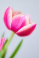 blurry art style of a pink double tulip against white background