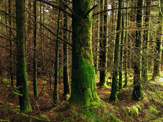 Fototapeta na wymiar mossy pine forest in Connemara Galway Ireland