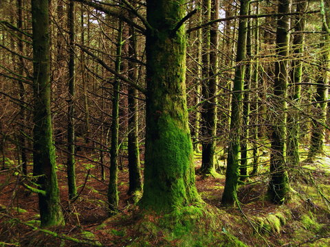 mossy pine forest in Connemara Galway Ireland