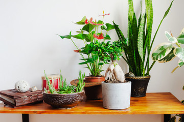 Potted houseplants on wooden table. Stylish botany interior. Home gardening.