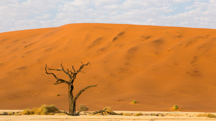 view of dead trees (acacia erioloba) in the Deadvlei Basin, surrounded by the highest dunes, Namibia